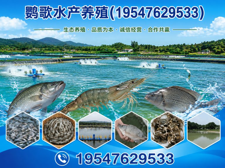 青羊区成都鹦鹉销售展示图