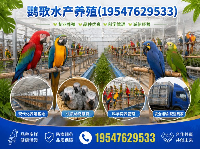 青羊区金刚鹦鹉展示图