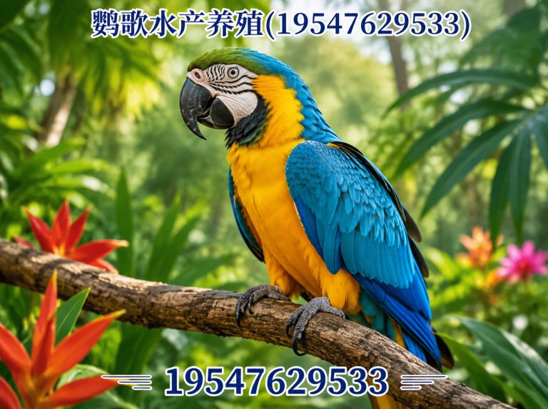青羊区中大型鹦鹉繁育展示图