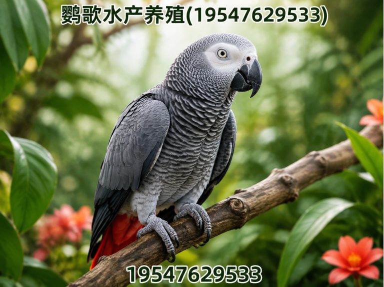 青羊区鹦鹉养殖公司展示图